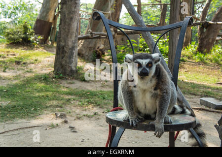 Lemur weiß-schwarz, braun-Madagaskar Stockfoto