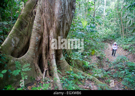 Wandern durch den Dschungel des Tayrona National Park Stockfoto