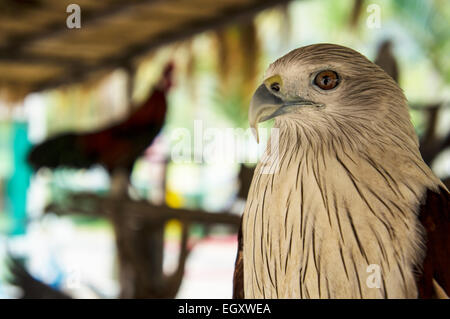 Falke Greifvogel Jagd Haustier Konzept Stockfoto