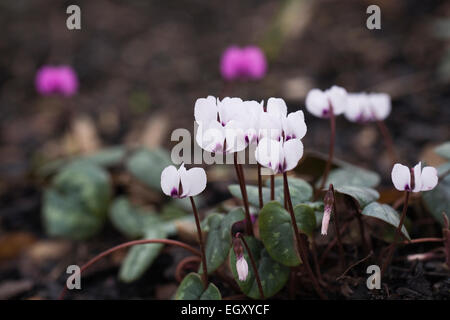 Cyclamen Coum. Östlichen Alpenveilchen in einem Wald Garten. Stockfoto