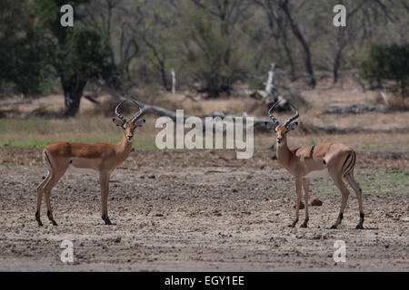 Zwei männliche Impala (Aepyceros Melampus) Stockfoto
