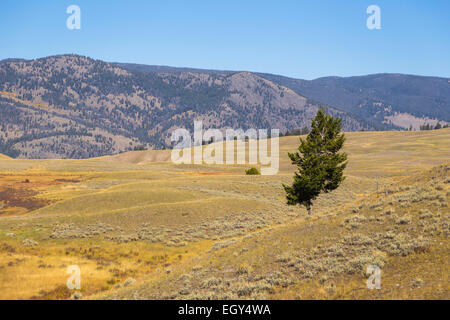 Yellowstone-Nationalpark, Wyoming, Vereinigte Staaten, 20. September 2014 – ein einsamer Baum in einem von den weiten Ebenen von Yellowstone Park Stockfoto