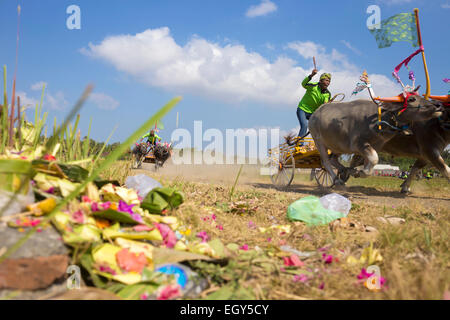 Bufalo-Rennen. Insel Bali. Indonesien. Stockfoto