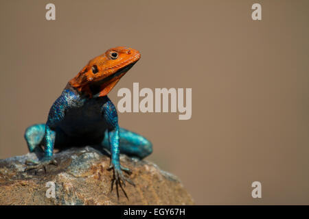 Die gemeinsame Agama, Rothaarige Rock Agama oder Regenbogen Agama (Agama Agama) Stockfoto