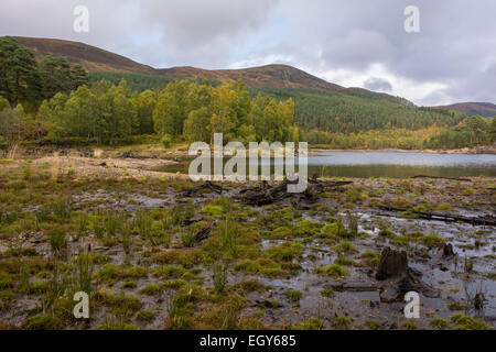 Glen Affric, Schottland, Vereinigtes Königreich Stockfoto