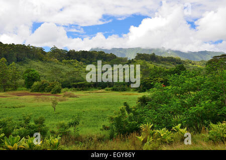 Keahua Forstwirtschaft Arboretum (Teil der Wailua River State Park), Kauai, Hawaii, USA Stockfoto