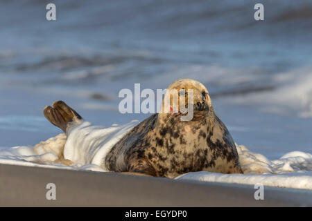 Atlantic Grey Seal Kuh in Surf - Halichoerus grypus Stockfoto