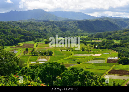 Taro-Felder von Hanalei River Valley von Autobahn übersehen, Kauai, Hawaii, USA Stockfoto