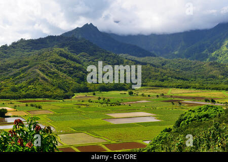 Taro-Felder von Hanalei River Valley von Autobahn übersehen, Kauai, Hawaii, USA Stockfoto