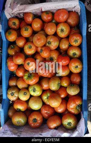 Tomaten Stockfoto