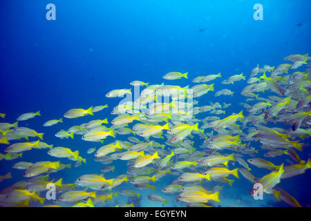 Schule der Großaugen-Schnapper schwimmen über Korallenriff auf Mabul Island, Borneo Stockfoto