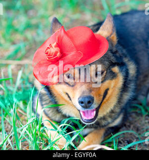 Hund gekleideten weiblichen roten Hut auf dem Rasen liegen Stockfoto