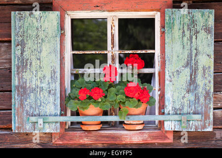 Fenster mit Geranien, Bauernhaus, Freilichtmuseum Großgmain, Großgmain, Salzburger Land, Österreich Stockfoto