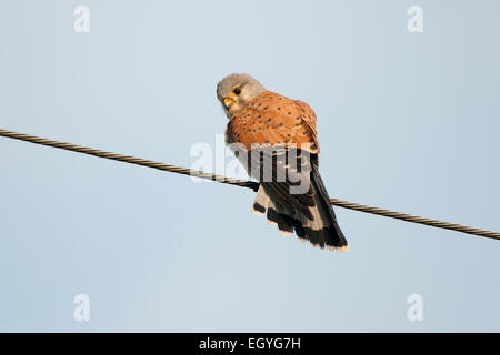 Gemeinsamen Kestrel oder eurasische Turmfalke (Falco Tinnunculus) thront auf einer Hochspannungsleitung, Thüringen, Deutschland Stockfoto