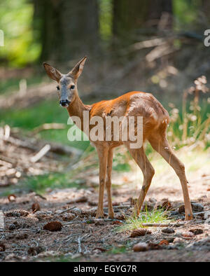 Reh (Capreolus Capreolus), Beschichten Doe mit Sommer im Wald, Gefangenschaft, Sachsen, Deutschland Stockfoto