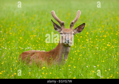 Rothirsch (Cervus Elaphus), junges Reh in samt ruht auf einer Wiese, Gefangenschaft, Bayern, Deutschland Stockfoto