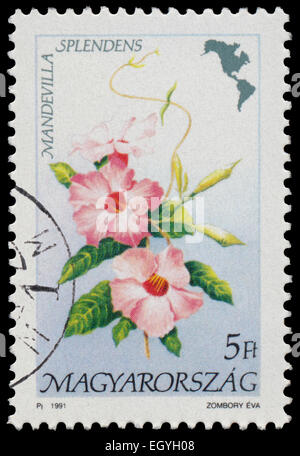 Ungarn - ca. 1991: Briefmarke gedruckt in Ungarn zeigt Blume Mandevilla Splendens, mit der gleichen Inschriften aus der Serie Stockfoto