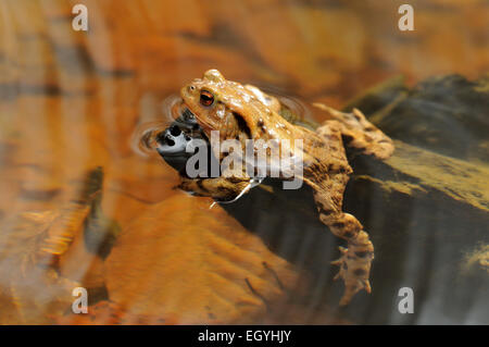 Gemeinsamen Kröte (Bufo Bufo) während der Frühjahrszug im Wasser, North Rhine-Westphalia, Deutschland Stockfoto