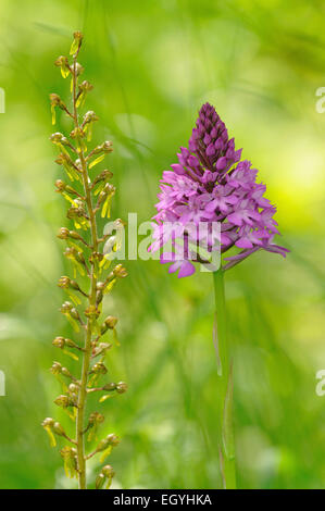 Nestwurzen (Listera Ovata Syn Neottia Ovata) und eine Pyramiden-Orchidee (Anacamptis Pyramidalis), Baden-Württemberg, Deutschland Stockfoto