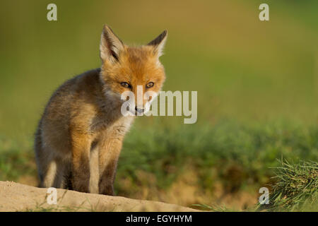 Rotfuchs (Vulpes Vulpes), Jungtier in den Fuchsbau, Hessen, Deutschland Stockfoto