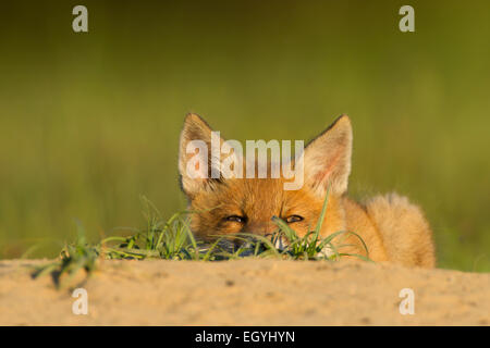 Rotfuchs (Vulpes Vulpes), Jungtier ruhen in den Fuchsbau, Hessen, Deutschland Stockfoto