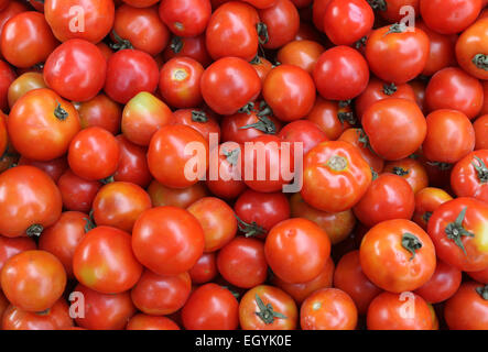 Tomaten Stockfoto