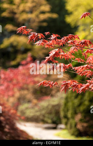 Frühling und atemberaubende Laub in den Kalkstein Steingarten von Sizergh Castle, Kendal, Cumbria, Lake District, England. Stockfoto
