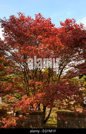 Frühling und atemberaubende Laub in den Kalkstein Steingarten von Sizergh Castle, Kendal, Cumbria, Lake District, England. Stockfoto