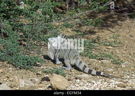 Ein große männliche grüner Leguan, Iguana Iguana, zeigt die ausgeprägte Wamme, die entwickelt bei Erwachsenen Männern und dorsale Stacheln. Stockfoto