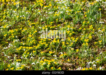 Schneeglöckchen und Winter Aconitum in kleinen Walsingham Abbey Gelände, Norfolk, Großbritannien. Stockfoto