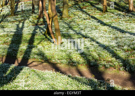 Schneeglöckchen auf dem Gelände des kleinen Walsingham Abbey in Norfolk, England. Stockfoto