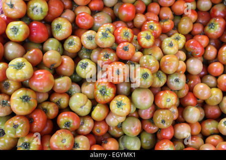 Tomaten Stockfoto