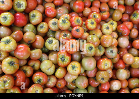 Tomaten Stockfoto