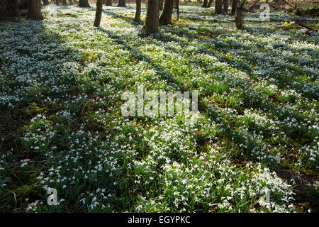 Schneeglöckchen auf dem Gelände des kleinen Walsingham Abbey in Norfolk, England. Stockfoto