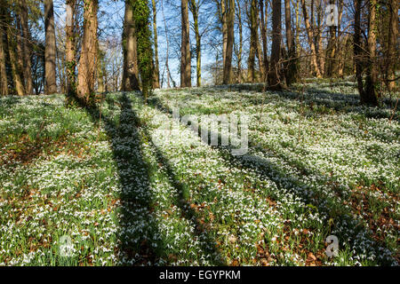 Schneeglöckchen auf dem Gelände des kleinen Walsingham Abbey in Norfolk, England. Stockfoto