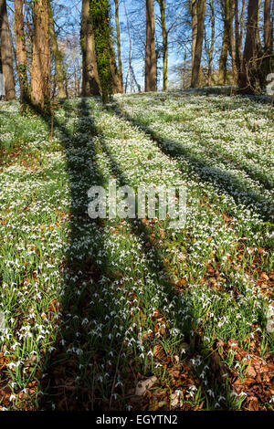 Schneeglöckchen auf dem Gelände des kleinen Walsingham Abbey in Norfolk, England. Stockfoto