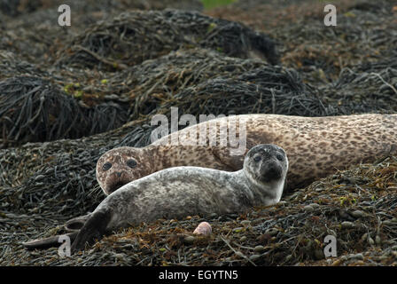 Mutter und Welpe gemeinsame Siegel (aka Hafen oder Hafen Seal) Phoca Vitulina, Isle Of Skye, Schottland. Stockfoto