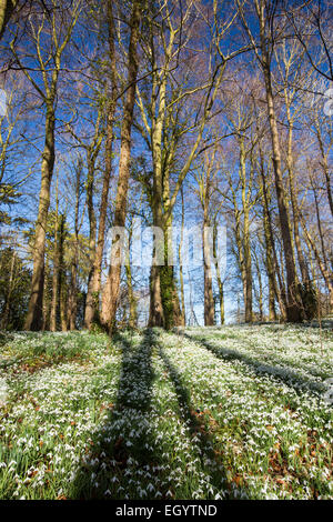 Schneeglöckchen auf dem Gelände des kleinen Walsingham Abbey in Norfolk, England. Stockfoto