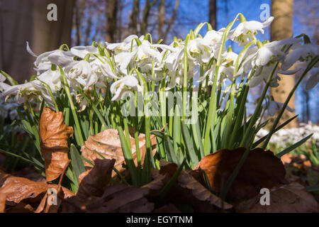 Schneeglöckchen auf dem Gelände des kleinen Walsingham Abbey in Norfolk, England. Stockfoto