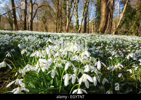 Schneeglöckchen auf dem Gelände des kleinen Walsingham Abbey in Norfolk, England. Stockfoto