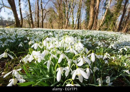 Schneeglöckchen auf dem Gelände des kleinen Walsingham Abbey in Norfolk, England. Stockfoto