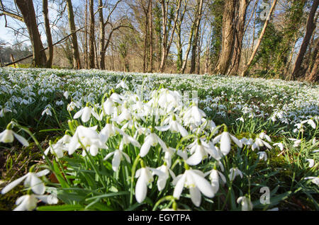 Schneeglöckchen auf dem Gelände des kleinen Walsingham Abbey in Norfolk, England. Stockfoto