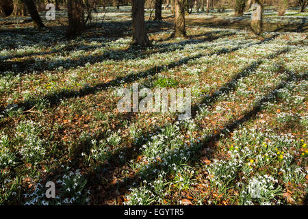 Schneeglöckchen auf dem Gelände des kleinen Walsingham Abbey in Norfolk, England. Stockfoto