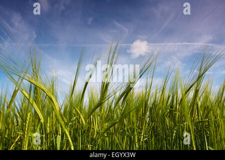 Nahaufnahme der Ohren von Gerste wächst in einem Feld von Norfolk. Stockfoto