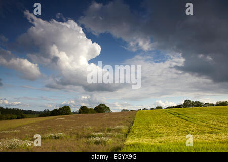 Wilde Blumen gepflanzt für Wildvögel Essen und Decke auf beiseite Land neben einem Feld der Gerste in Norfolk, Großbritannien Stockfoto