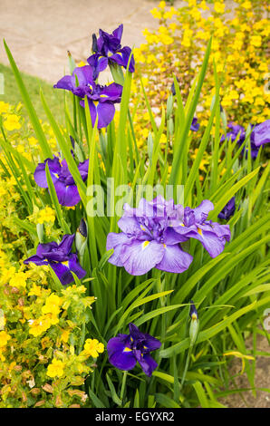 Wasser-Iris mit Mimulus in ein Bächlein Stockfoto