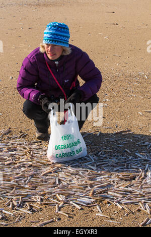 Eine Frau Colecting Razor Schalen (Ensis Arcuatus) am Strand von Titchwell, Norfolk, Großbritannien. Stockfoto