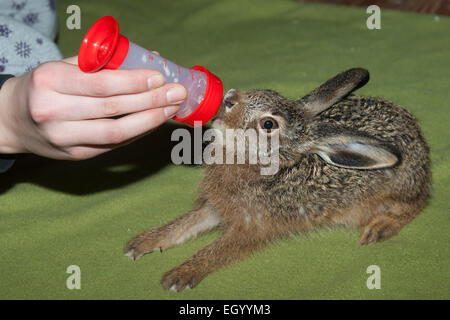 Europäischen Hase, braun Hase, Hasen, Tier-Aufzucht, Feldhase, Feld-Hase, Aufzucht, Pflege, Lepus Europaeus, Lièvre d ' Europe Stockfoto