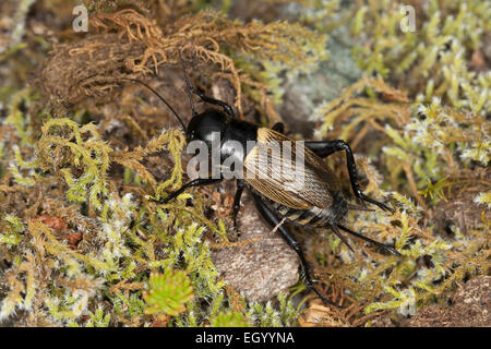 Field Cricket, Weiblich, Feldgrille, Weibchen, Feld-Kühlergrill, Kühlergrill, Gryllus Campestris, Grillen, Gryllidae, Grillon Champêtre Stockfoto