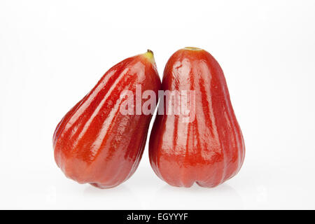 Zwei Rosenapfel auf weißem Hintergrund. Stockfoto
